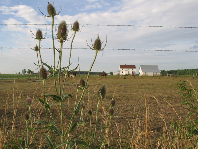 teasel-4524.jpg