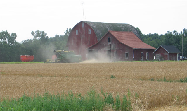 Wheat harvest near St. Mary