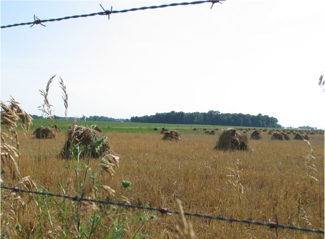 wheatshocks-4510.jpg
