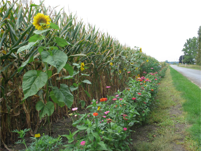 Farm field flowers near Plymouth