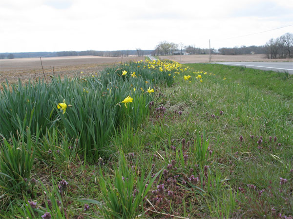 Daffodils near Eddyville KY