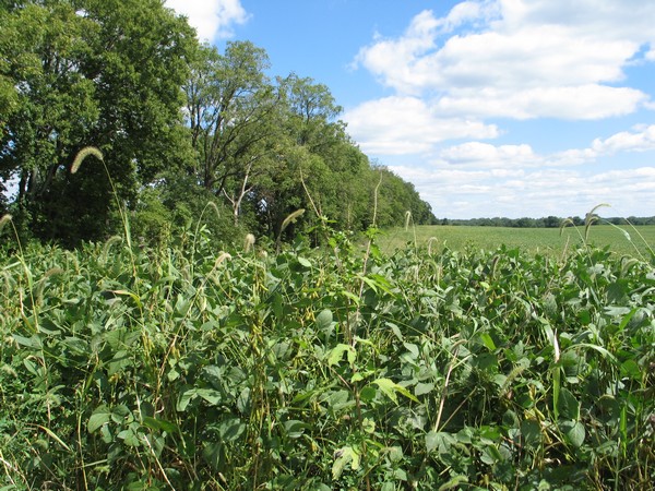 Aubbeenaubbee reserve line - tree line