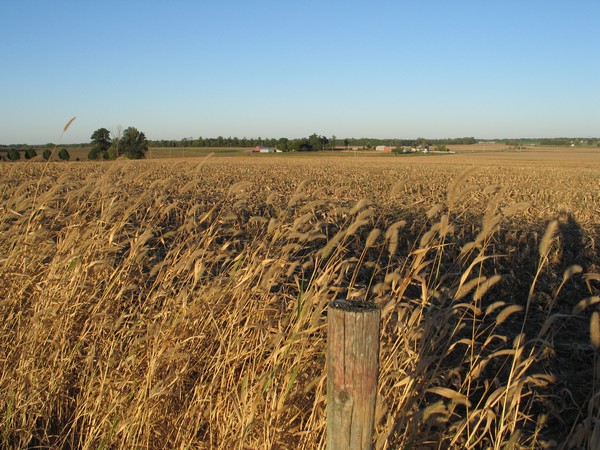 View near Maria Creek cemetery