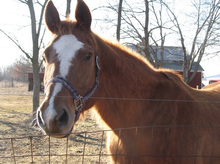 farrand-horse-6861