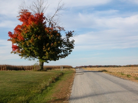 tree-3896