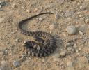 Snake on Osborne Road
