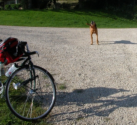 battle-hollow-dog-3376b