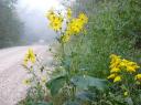 Fog on Battle Hollow Road