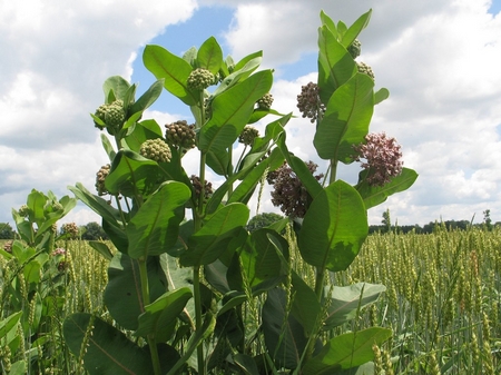 scales-milkweed-7372