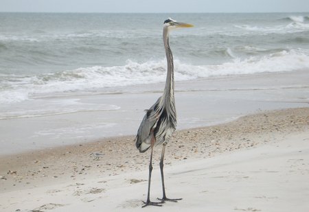 apalachicola-2618