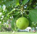 Apple excitement