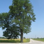 Renewing acquaintances with a shade tree