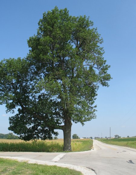 wapa-tree-8297