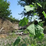 Broken log building in Clay Township, Auglaize County