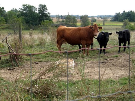 esker-cattle-9087