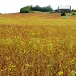 Soybeans got my attention
