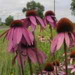 Martin Barnhart on West Prairie