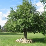 Whose apple tree?
