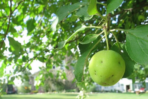 girard-apple-7586