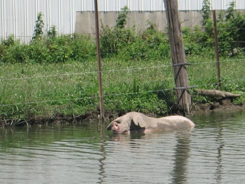 pig-7517