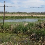 Frog concert on the way to Mickkesawbe