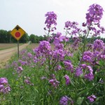 Phlox