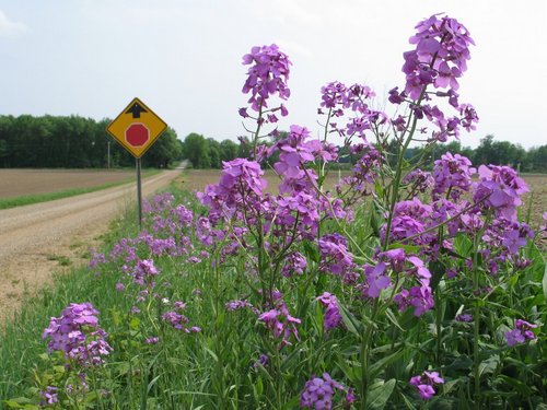 phlox-0121