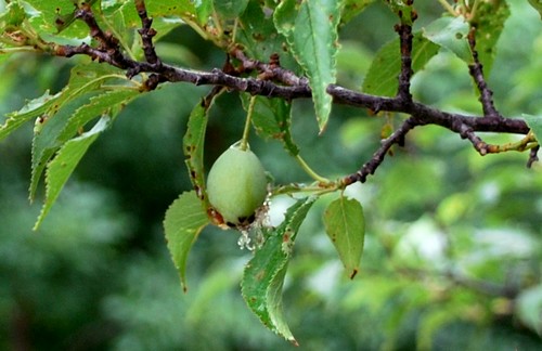 plum-0714 plum-0714