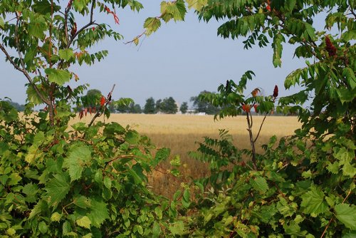 mickasawbe-0264