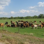 Global Creeks