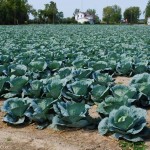 Cabbages along the River Raisin